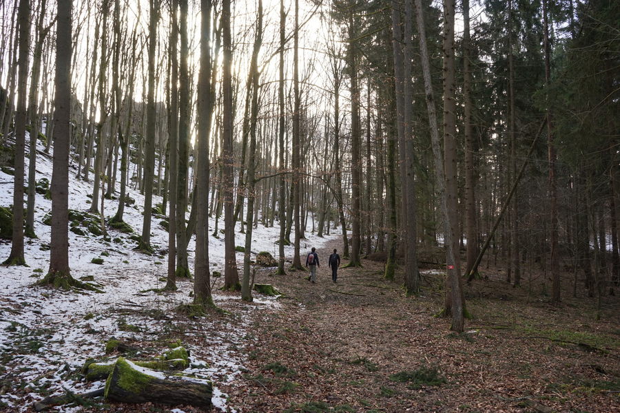 The beautiful forests of the Frankenjura in the middle of  spring (still snowy)