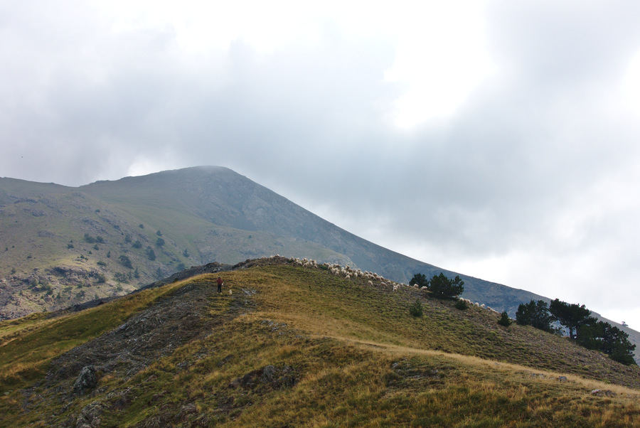 Πρόβατα πάνω από τη Δρακόλιμνη. Στο βάθος η κορυφή.